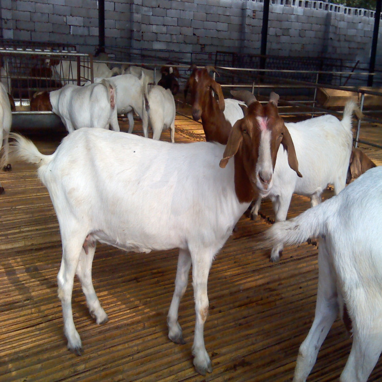 杂交大小改良小尾寒羊 波尔山羊白奶山羊
