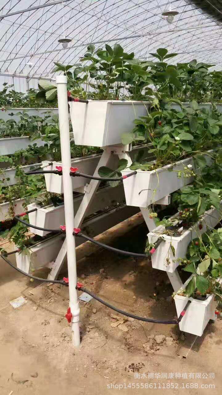 无土栽培 温室大棚农业生态园a字架草莓种植立体种植种植花盆