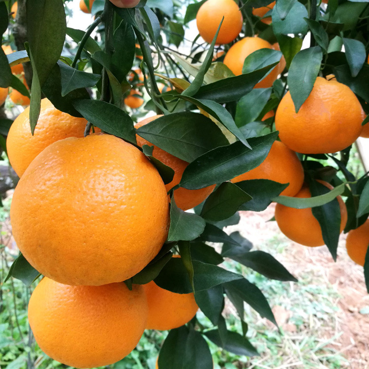 湖南果树苗木 大雅柑1号柑桔苗 优质杂柑苗 产量高柑桔新品种