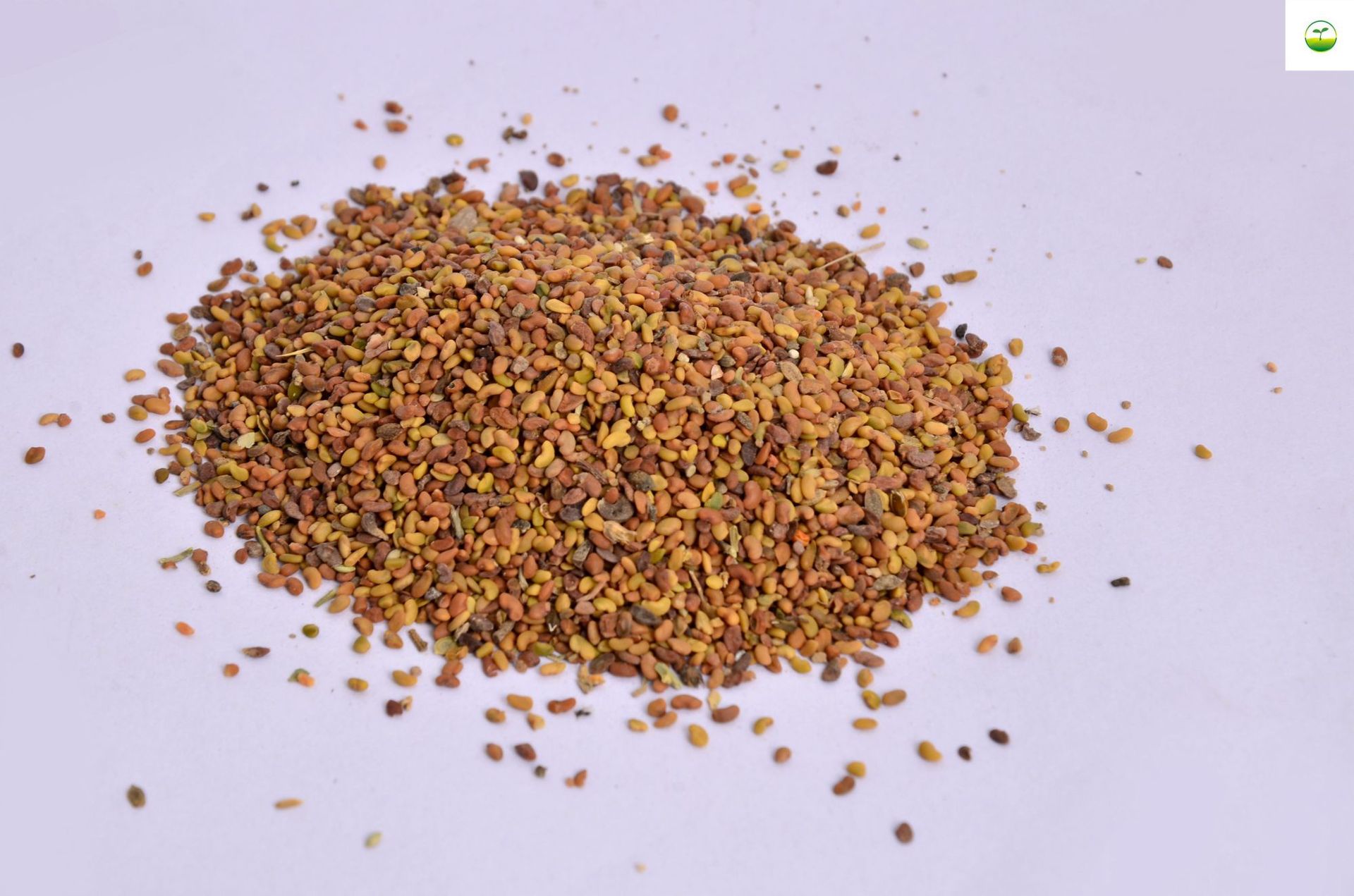 牧草子黑麦草紫花苜蓿苏丹草墨西哥玉米草菊苣籽甜象草苦荬菜种