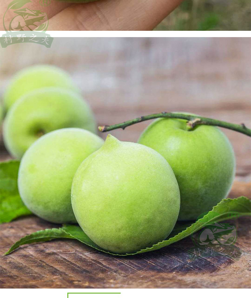 18年现摘云南新鲜红梅果 野生小青梅新鲜水果梅子泡酒酵素5斤包邮