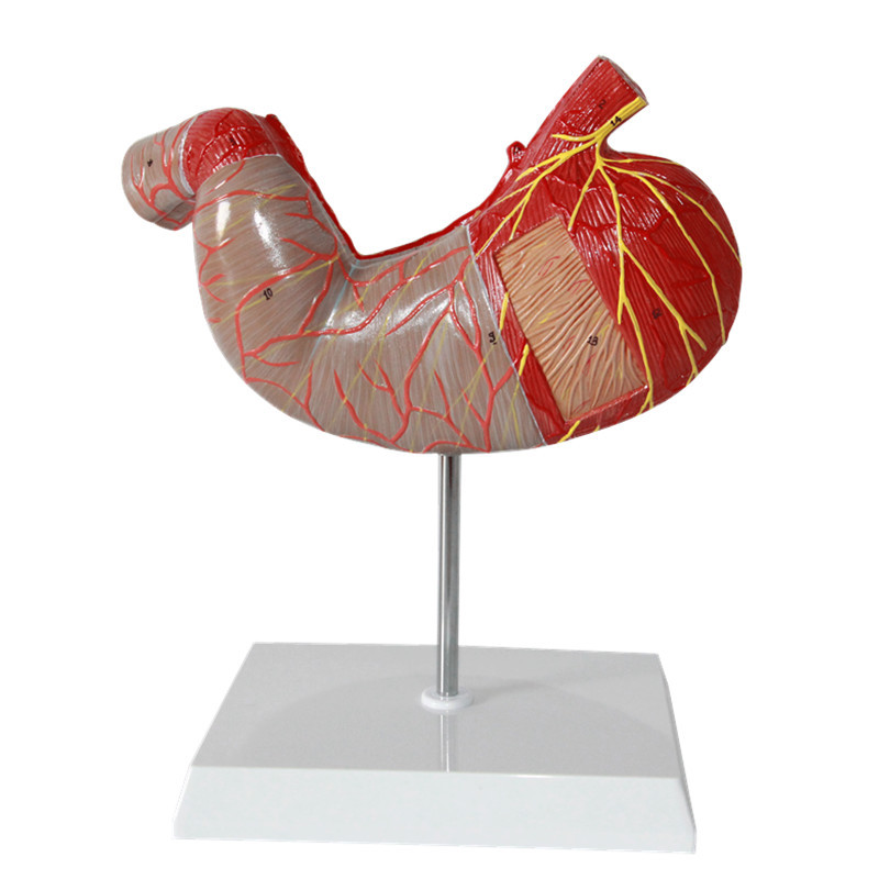 专业生产人体胃解剖模型放大15倍胃放大模型人体医学模型