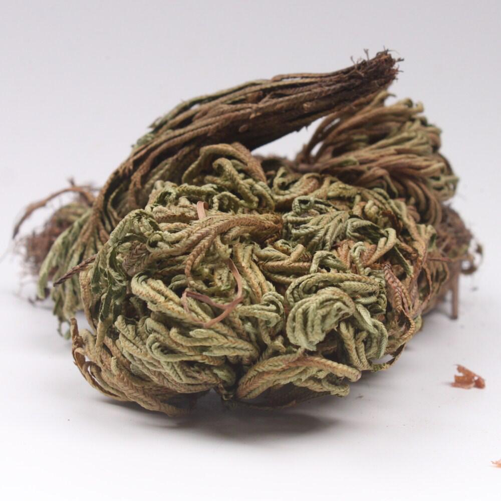 卷柏九死还魂草复活草还阳草不死草量大从优批发冷背奇卷柏中药材