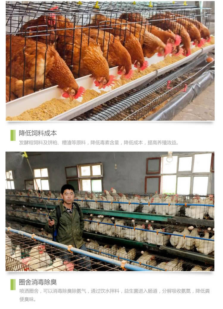 养鸡益生菌