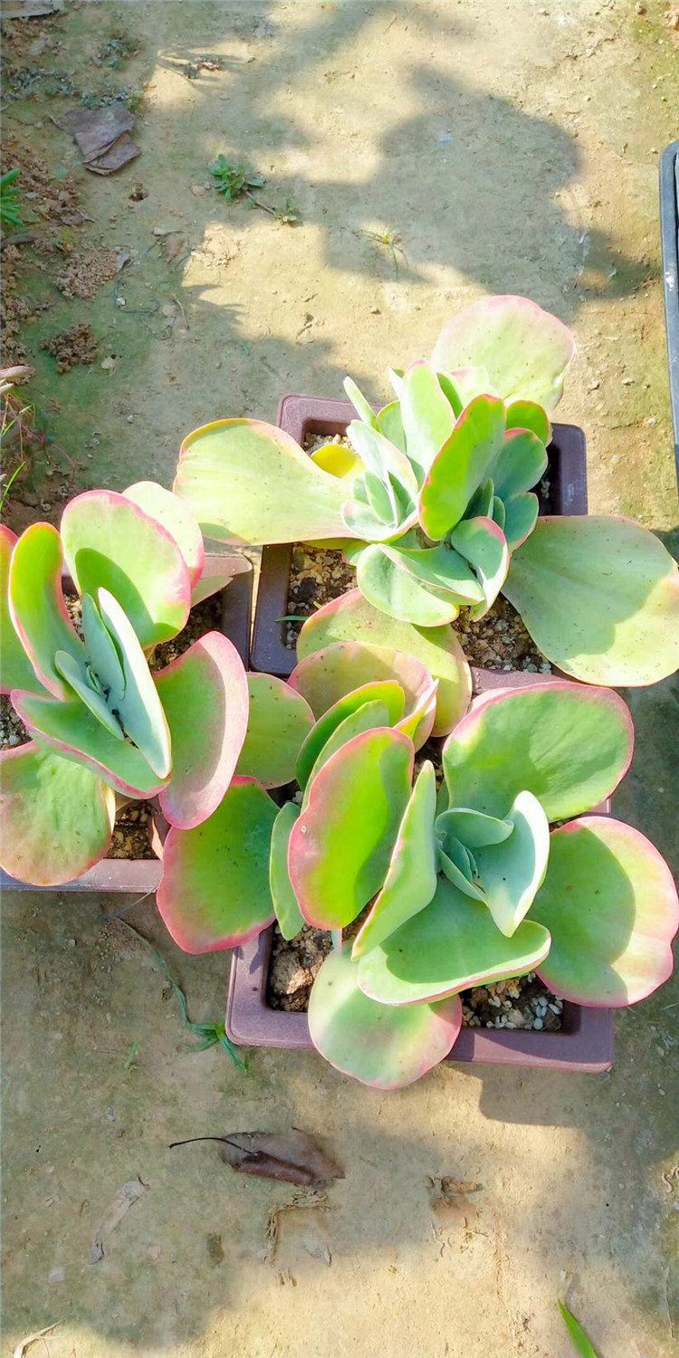 558基地多肉阳台植物批发 唐印锦盆18cm多头多肉品种状态我们限量