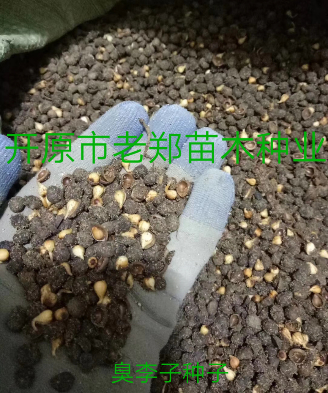 批发 臭李子种子 稠李子种子 东北乡土林木树种 沙藏处理稠李子籽