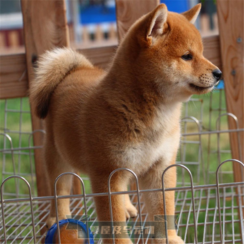 日本柴犬活体幼犬纯种家庭小型犬血统秋田犬宠物狗狗短毛柯基犬