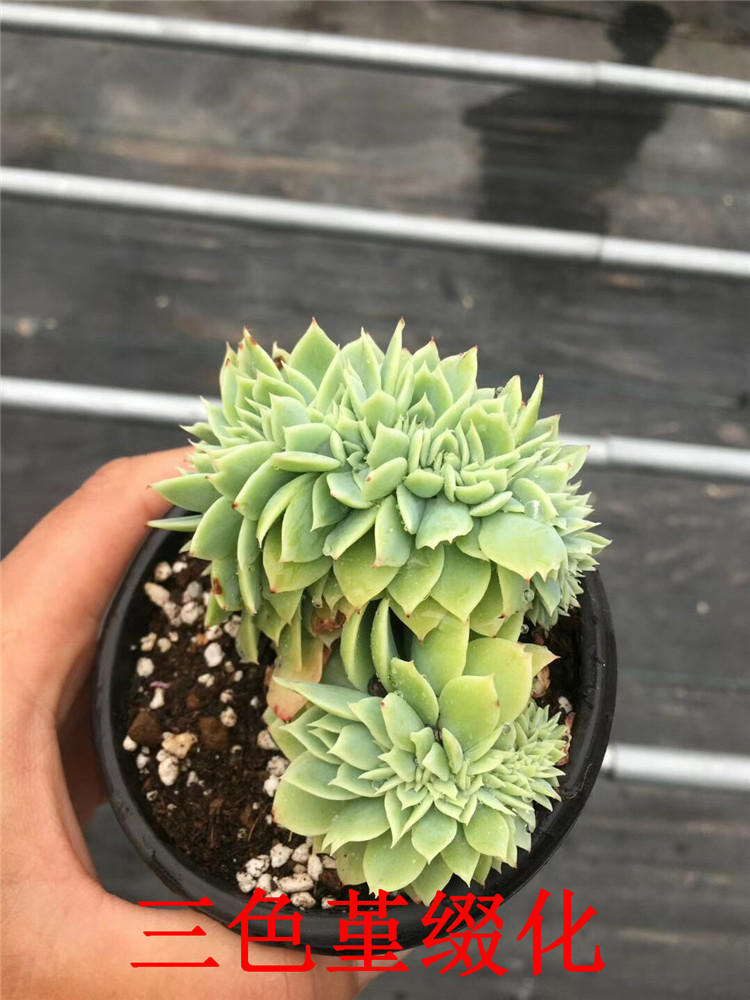 667多肉植物大棚批发 三色堇缀化 群生多肉品种状态品相美