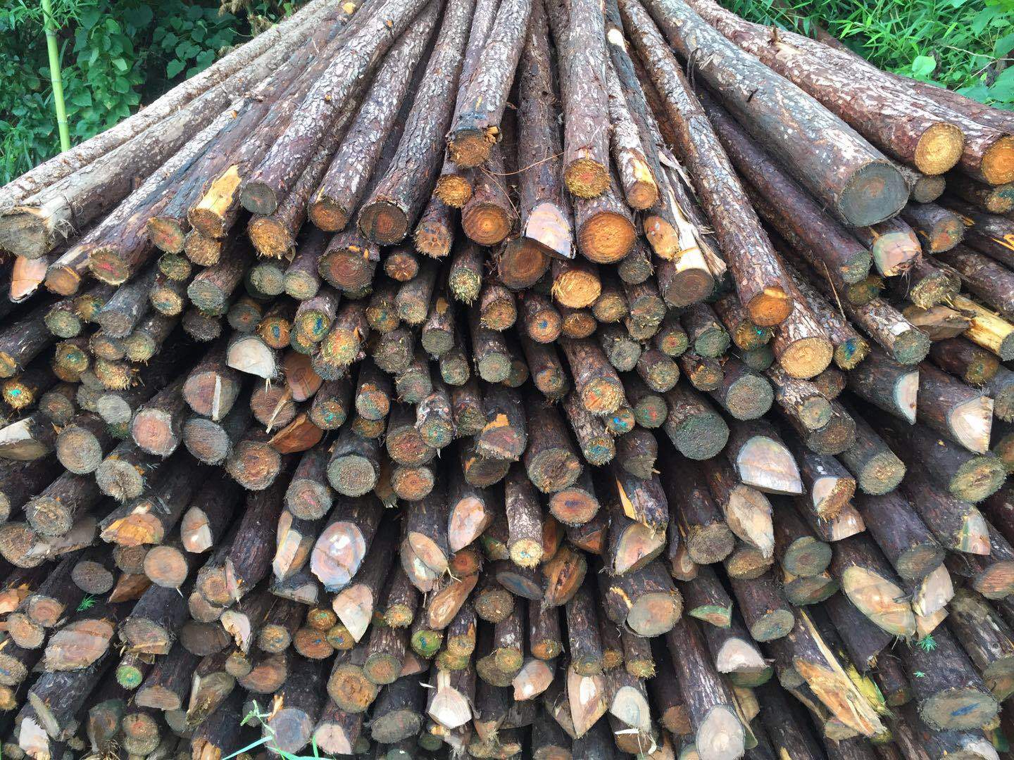 厂家定制全新杉木杆园林绿化支撑杆建筑工程防护木杆沙杆原木装饰