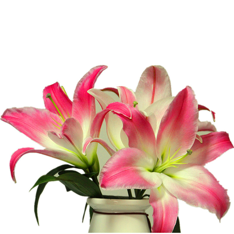 红日百合花基地直供 百合花一手货源 星光百合预售一件50支5扎