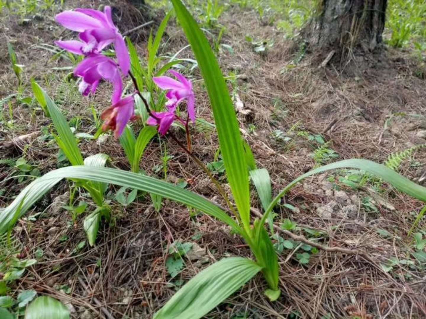 白芨生根壮根要及时灌根追肥
