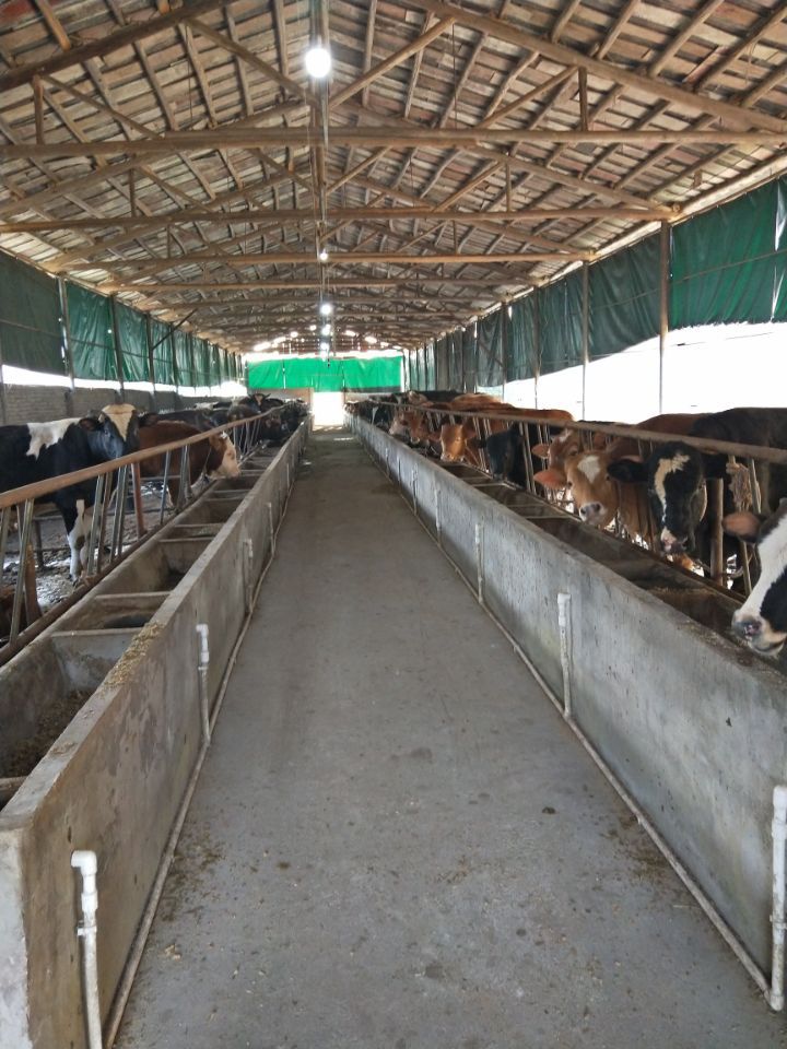 祝贺青岗牛场成功采购常德青禾麦尔德4%肉牛复合预混料2吨