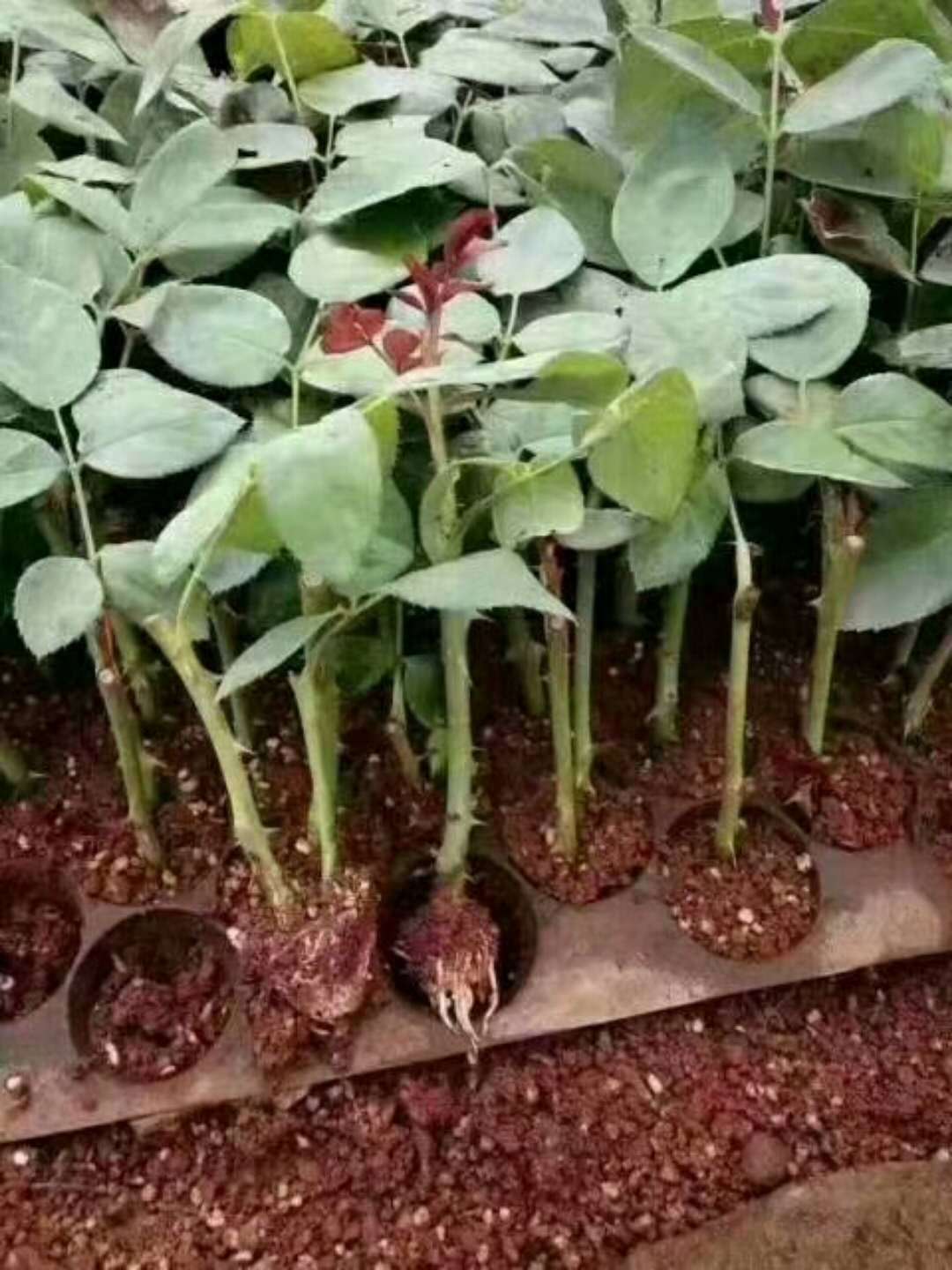 批发食用玫瑰月季种苗鲜切喜阳滇红莫红金边可食用玫瑰月季花种苗