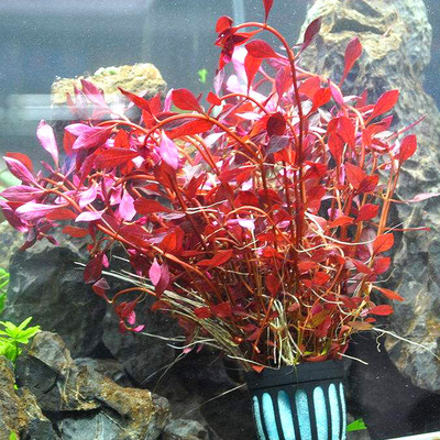 鱼缸活体真水草紫丁香水草鱼缸懒人好养红水草水族箱草缸水草