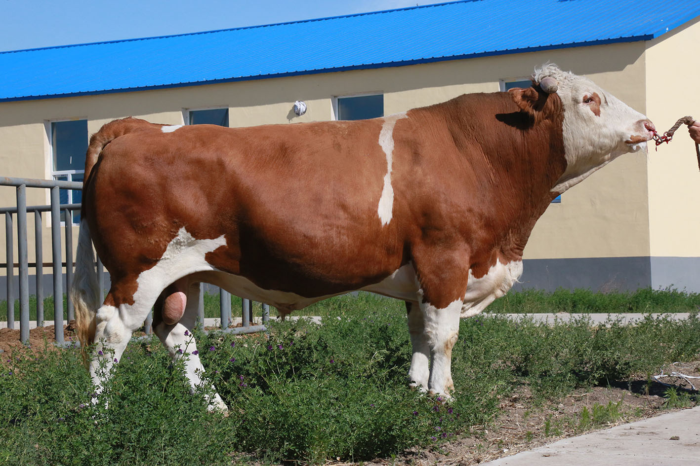 宁夏纯种夏洛莱小肉牛饲养技术 今日夏洛莱牛犊价格养殖场优惠