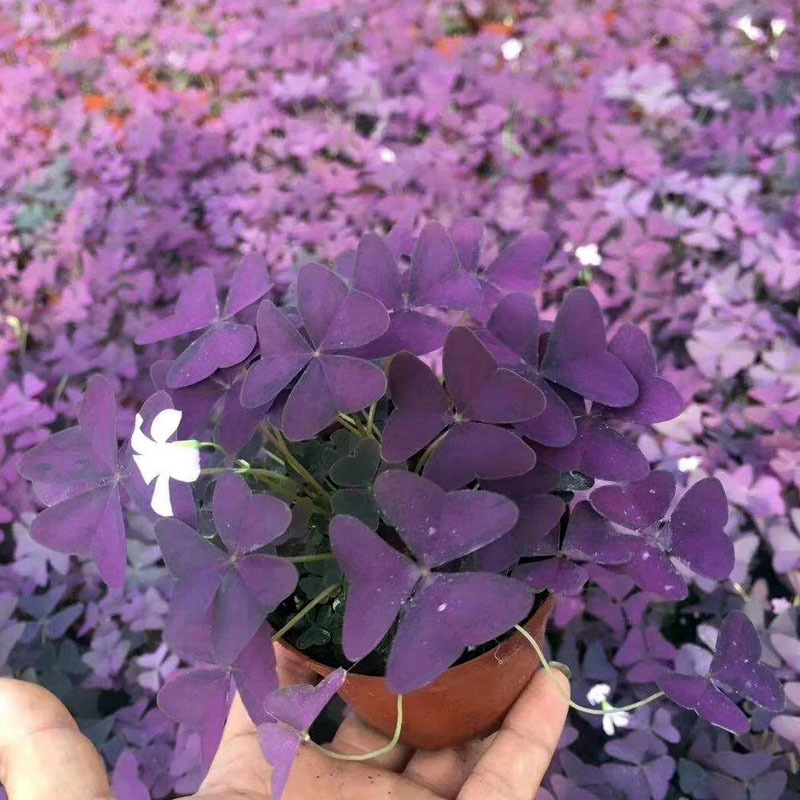 基地直供观叶植物桌面绿植创意办公花卉小盆栽室内外90幸运草