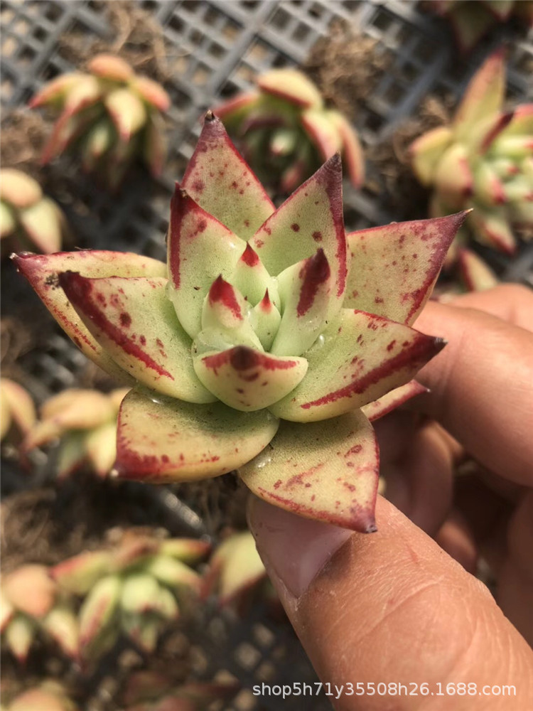 738多肉植物大棚批发露养黄皮乌木单头3-4cm品相实拍裸根多肉品种