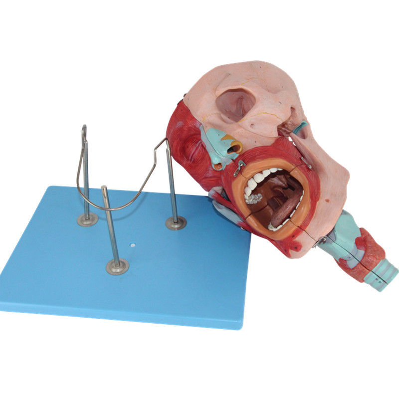 人体口咽喉腔模型