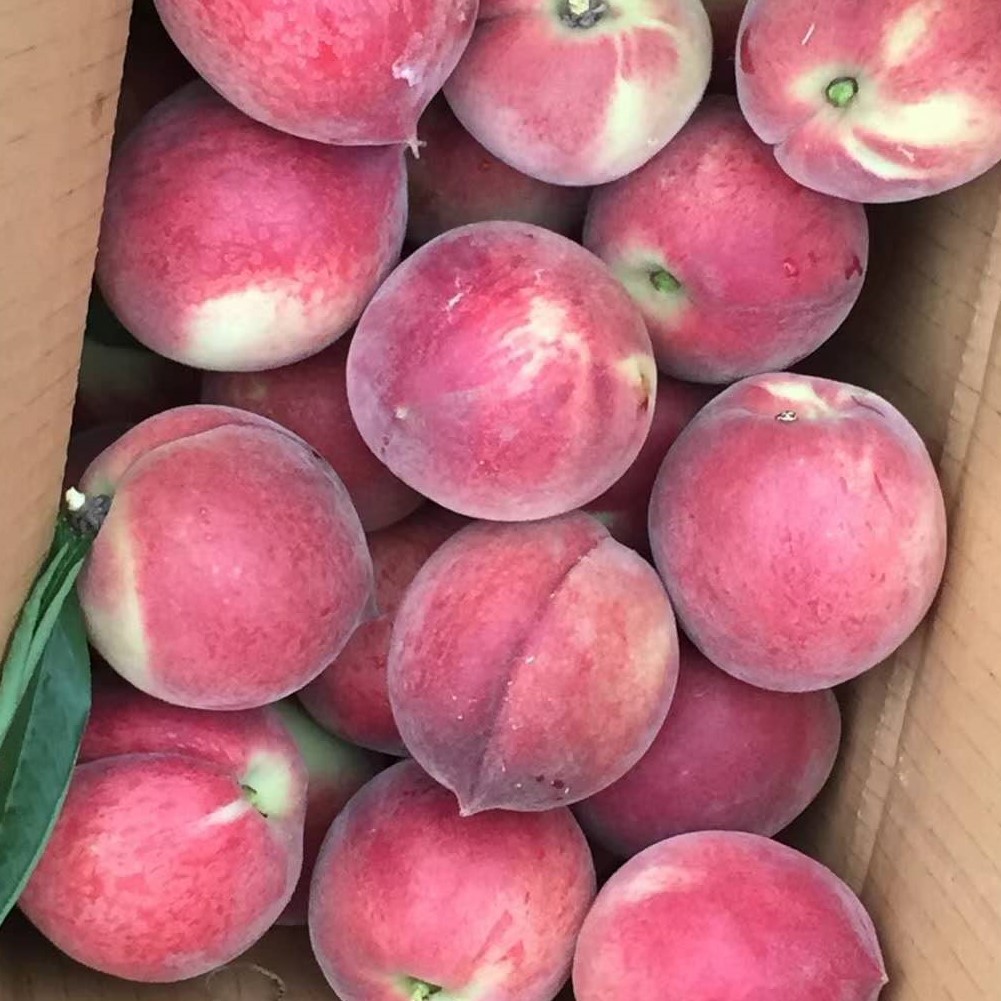 湖北襄阳胭脂血桃5斤包邮