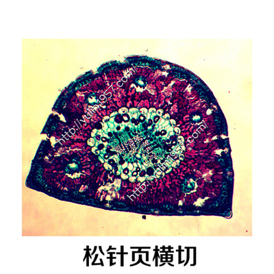 教学仪器 松针叶横切 切片标本 生物玻片 植物切片