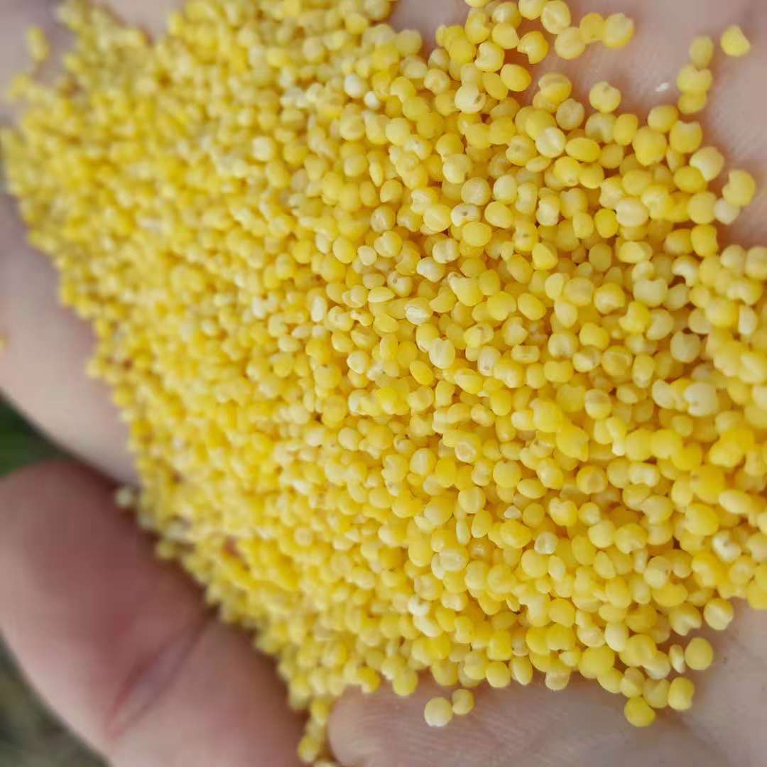 东北农家五谷杂粮新小米粟米黄谷米产妇月子粗粮500克