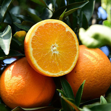 果树苗批发橙子苗湖南果苗埃及糖橙苗味当年种植可结果