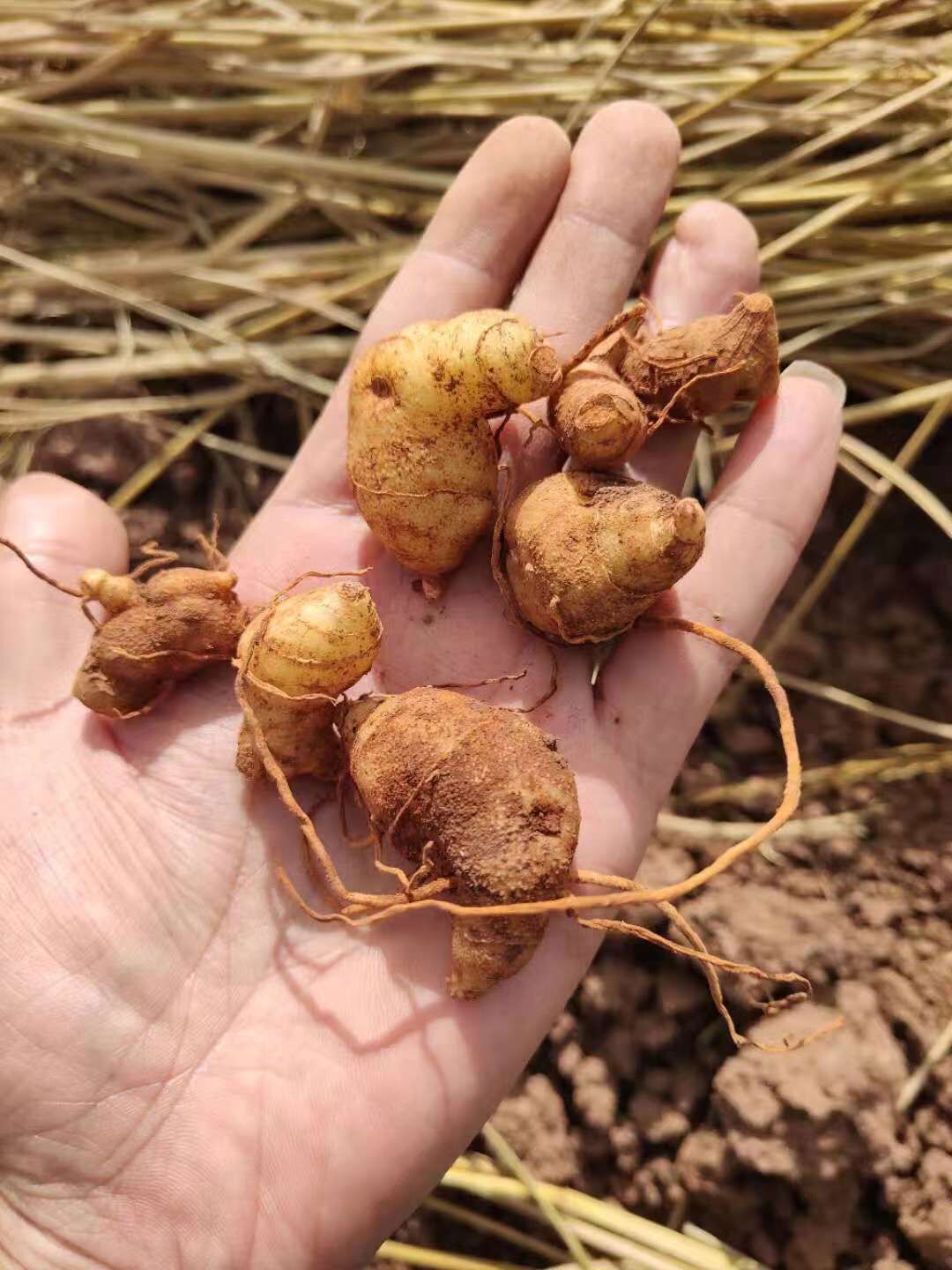 批发黄精种苗 鸡头黄精苗 姜形黄精苗 滇黄精种苗 多花黄精苗