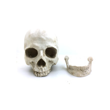 高仿真1：1人类头骨模型 高精度教学教具树脂骷髅头 万圣节装饰品