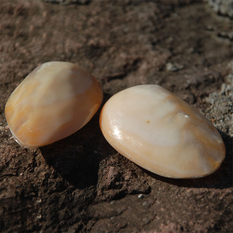 光泽珍珠贝 天然海螺贝壳 刮痧板 双面蚌壳 创意爸妈礼物 手把件