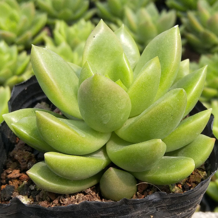 漳州多肉植物批发 约4-6cm 青丽 裸根 花卉盆栽绿植盆栽园艺