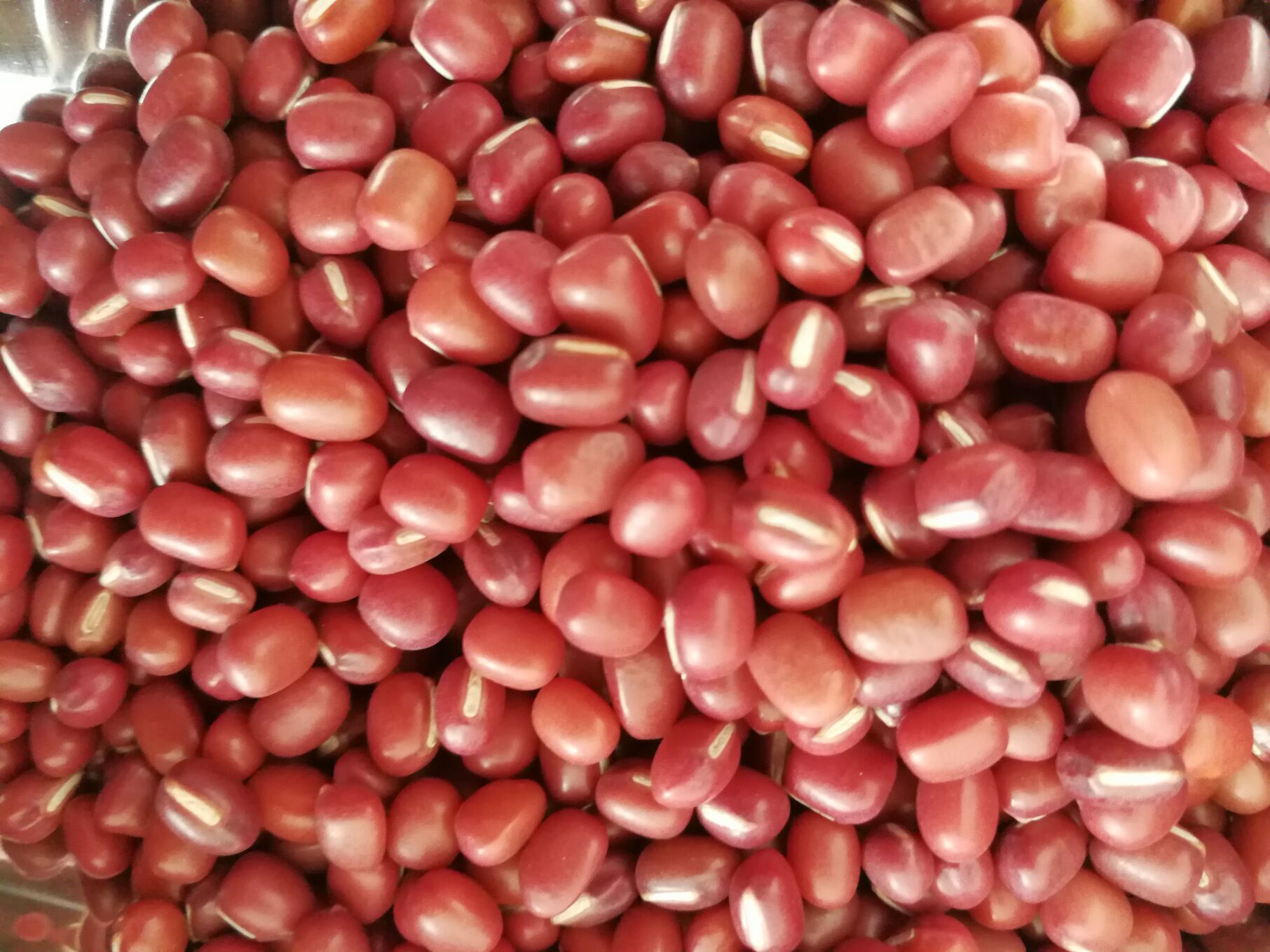 豆,奶花,红花,紫花,奶圆,紫圆,粉圆,白芸豆,黑芸豆,红小豆,豌豆,蚕豆