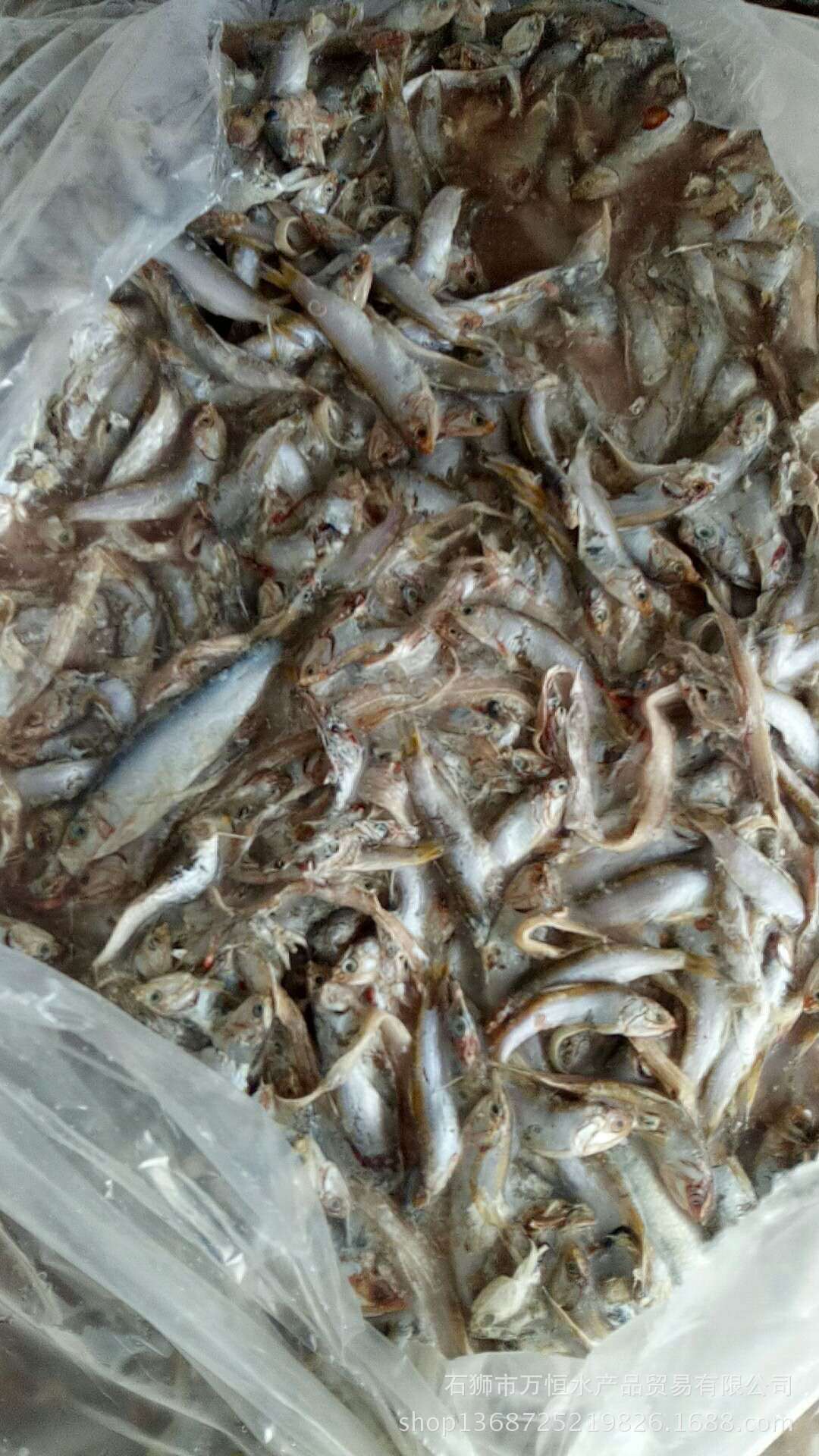 沿海城市万恒水产批发 优质冷冻野生 饲料鱼 7公斤一件