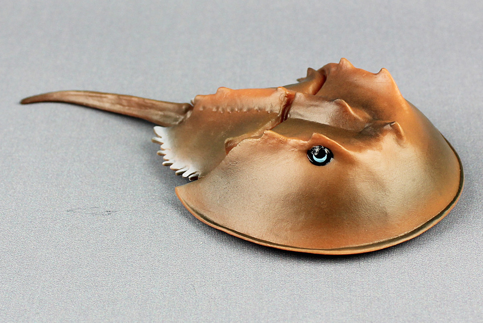 新款鲎仿真海洋生物海洋动物模型塑料海底动物儿童地摊玩具认知