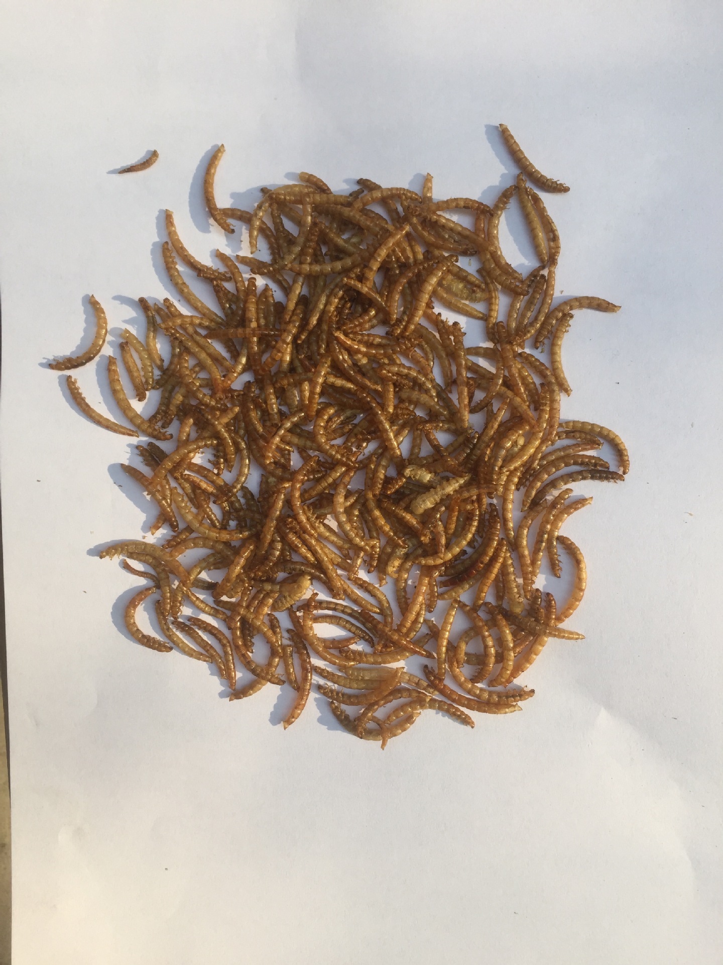 黄粉虫干面包虫干宠物饲料仓鼠零食观赏鱼龟粮饲料鸟粮微波烘干虫