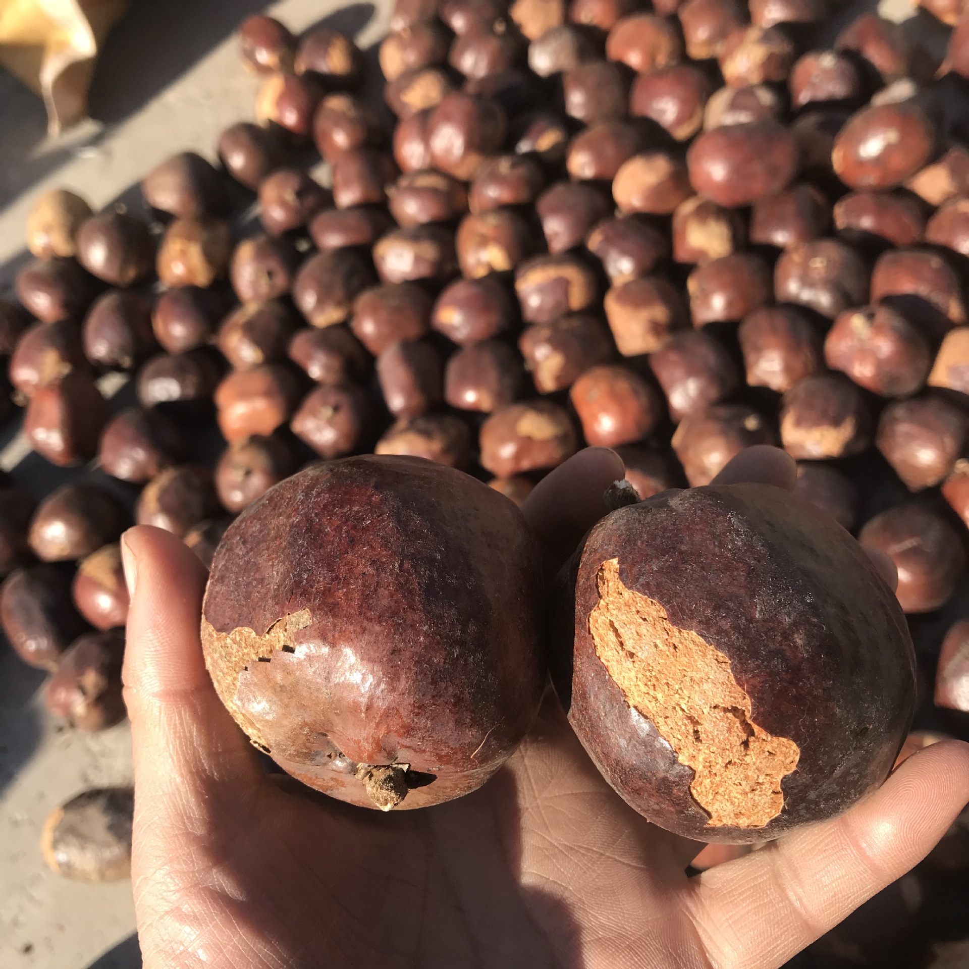 金灯菩提原籽 释迦菩提原料 红皮佛心果菩提 空心菩提老果论斤批