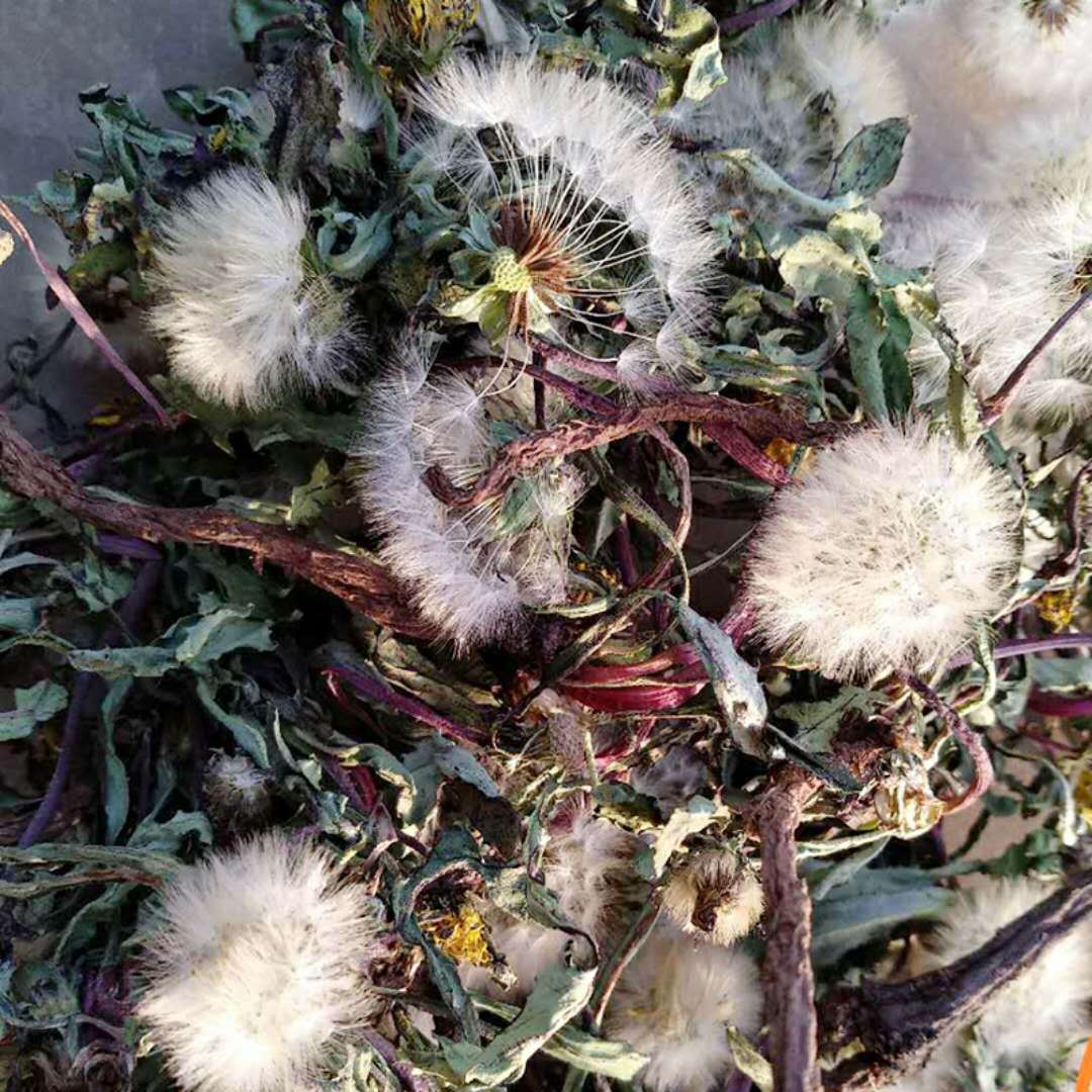 蒲公英整棵带根干的蒲公英茶婆婆丁新货沂蒙山