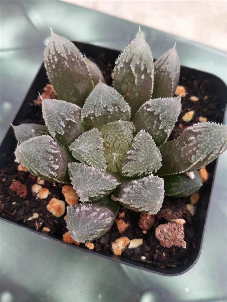 233十二卷属颗多肉植物批发白帝城单头5cm多肉品种裸根发