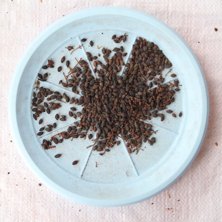 批发法国冬青种子 日本珊瑚树种子 早禾树种子 量大从优