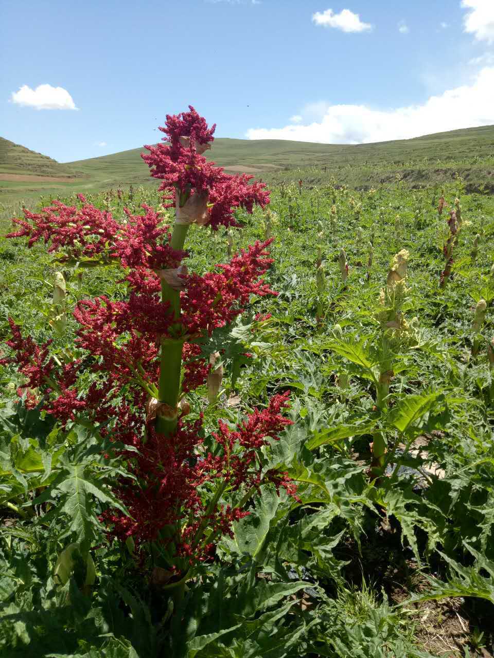 甘肃唐古特大黄 3-5年生 大黄 无硫大黄 甘肃中药材
