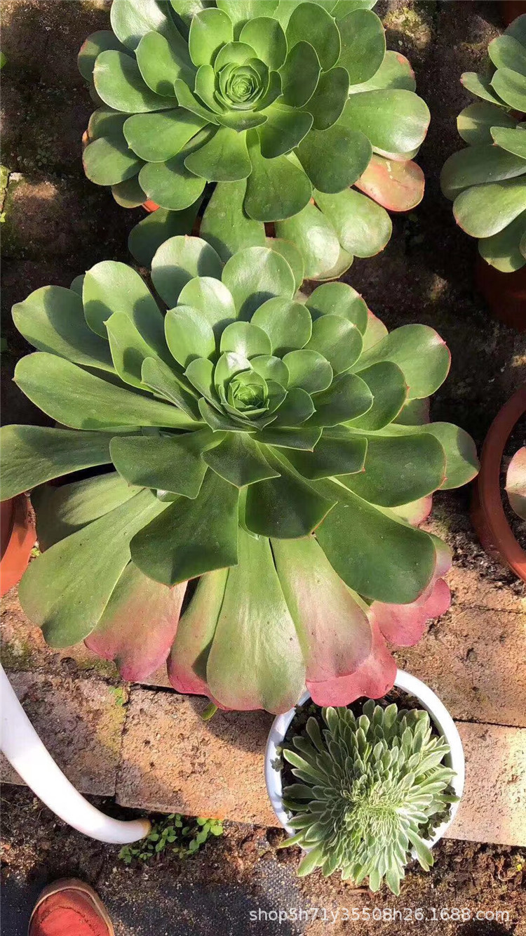 0181精品大棚批发多肉植物盆栽 正版香炉盘法师多肉珍稀品种限量