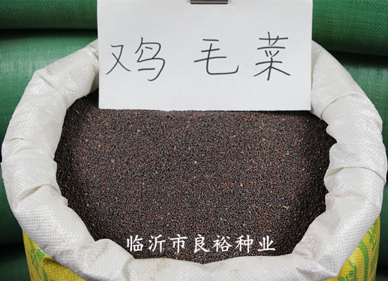 批发2021年鸡毛菜种子 新种子 芽苗菜种子家庭阳台菜园种植
