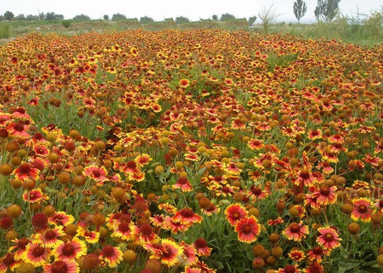 天人菊种子四季播种观花植物多年生宿根花卉种子花海造景观花种籽