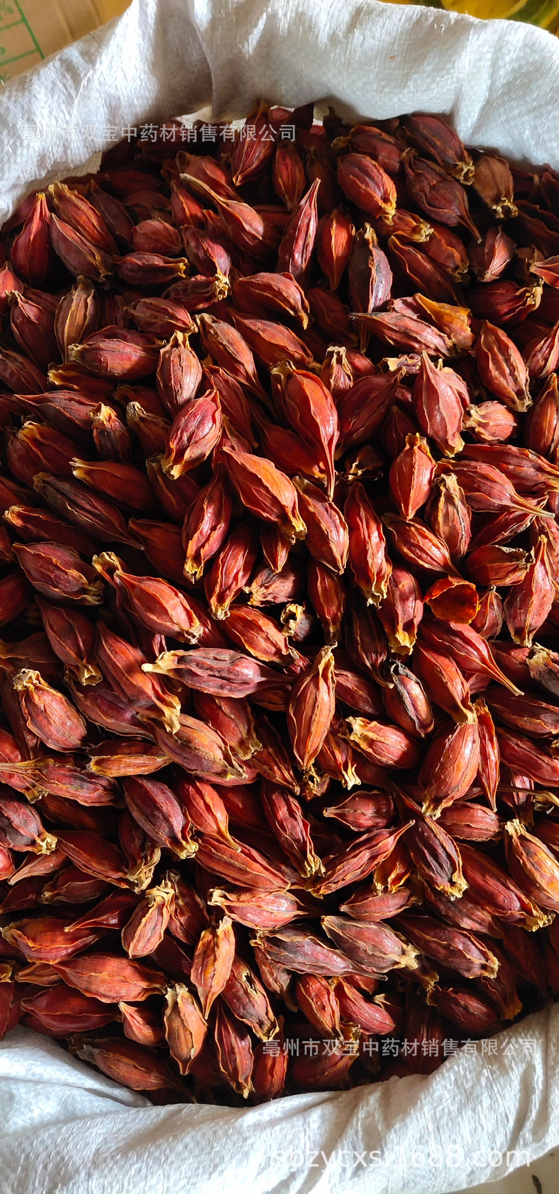 双宝供应散装 江西红栀子 山栀子 水栀子 枝子茶各种规格栀子大货