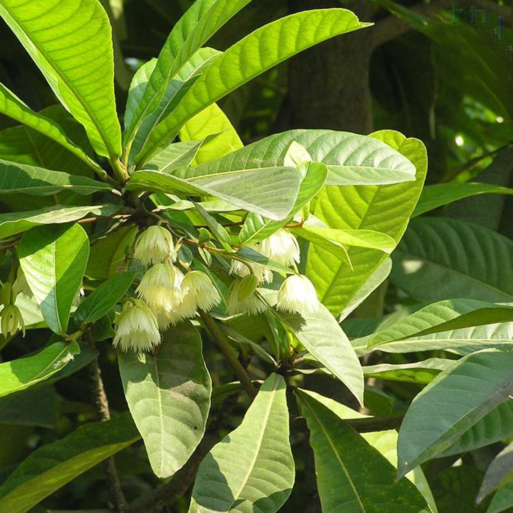 杜英种子 小杜英种子 沙藏露芽 大叶杜英 小叶杜英 彩色行道树种