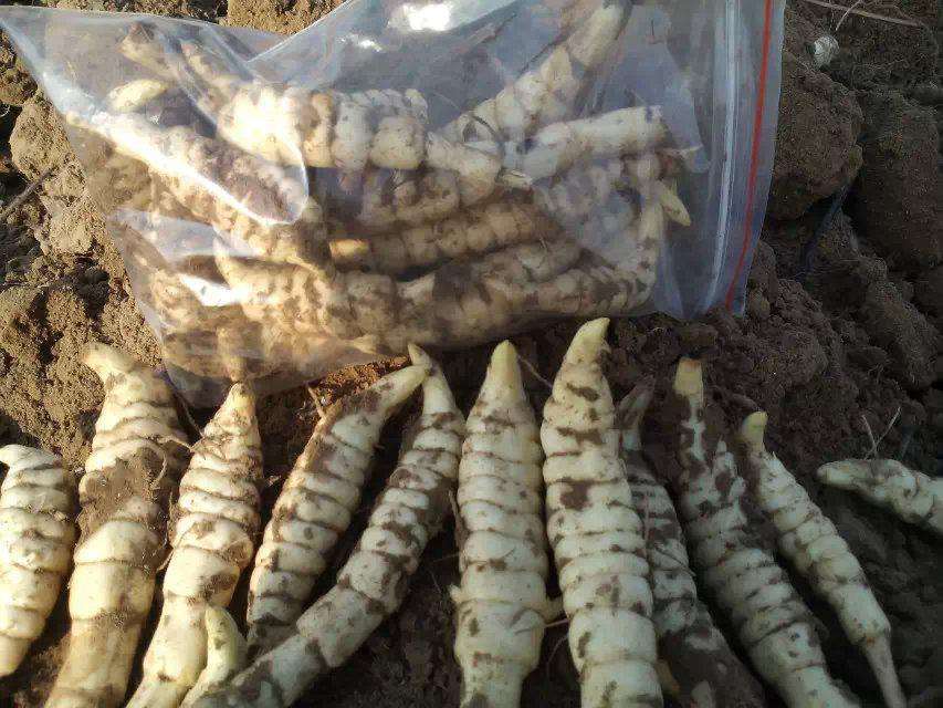 虫草参种植户的爱情故事