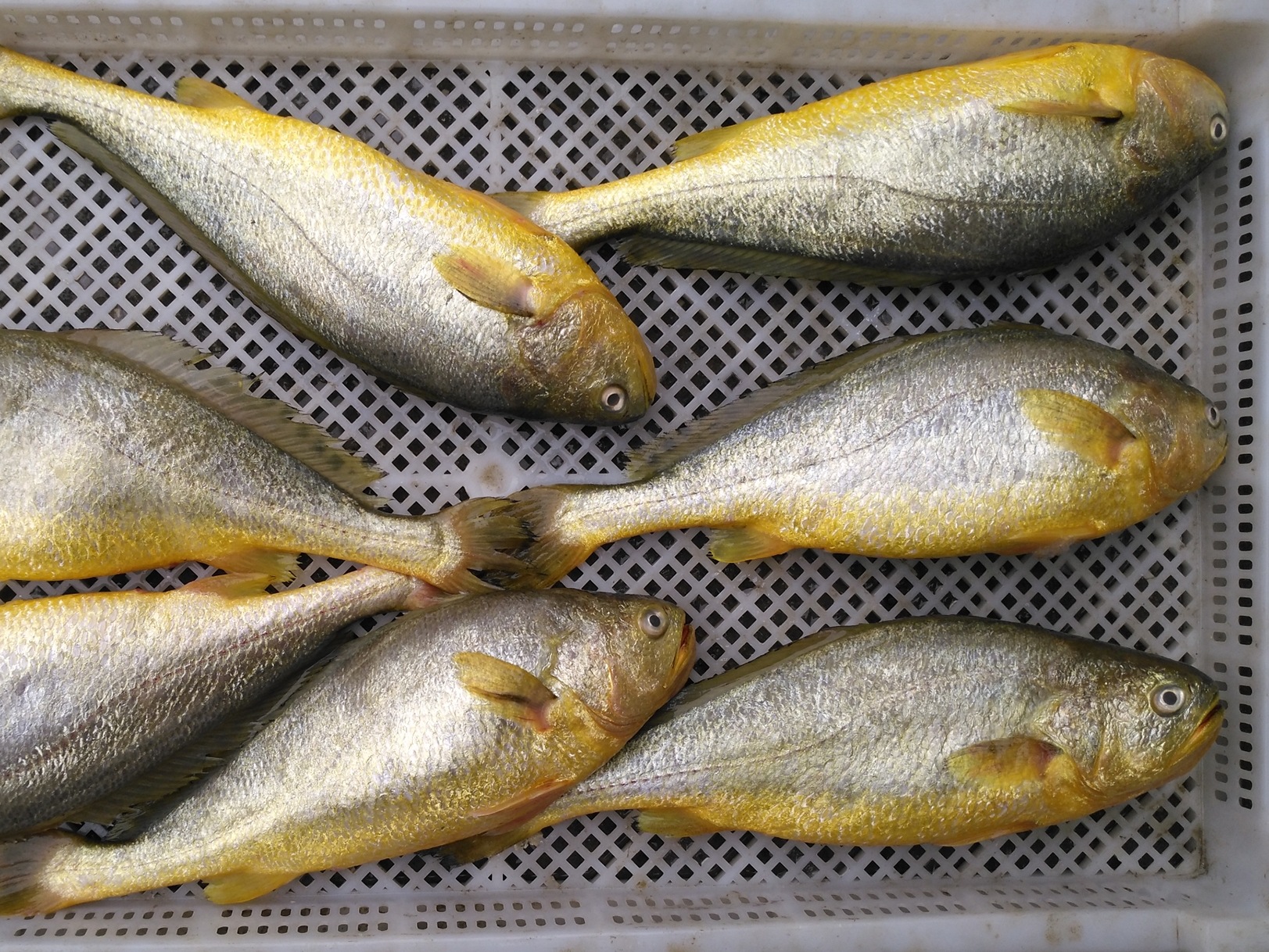 海鲜鲜活大黄鱼生态新鲜海鱼连云港水产批发生鲜生猛超大鱼类