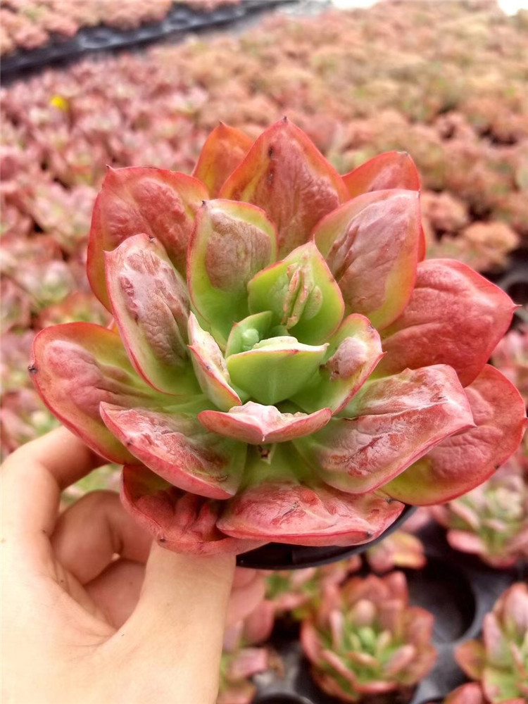 156多肉植物组合大棚批发 狂野男爵单头老桩盆11cm多肉品种