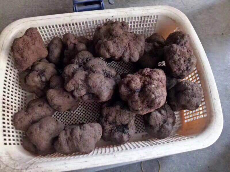 2018新鲜全熟黑松露猪拱菌野生菌月子孕妇食用菌干片规格齐全