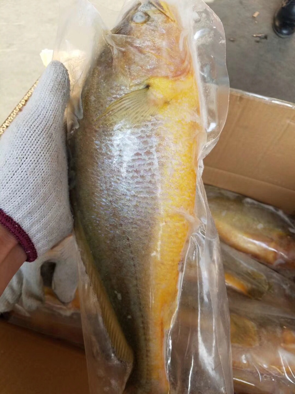 批发供应冷冻大黄花鱼鲜冻大黄鱼500克每条