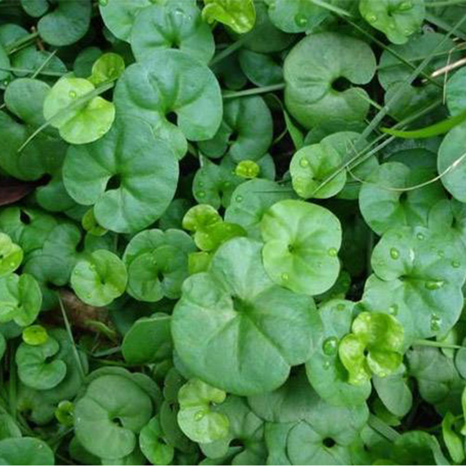 马蹄筋 草种子 草坪种子 工程绿化 四季常青 成活率高